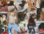 PET DESIGN DISTRICT. Quando la passione diventa innovazione